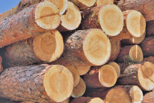 gỗ thông việt nam nguyên liệu