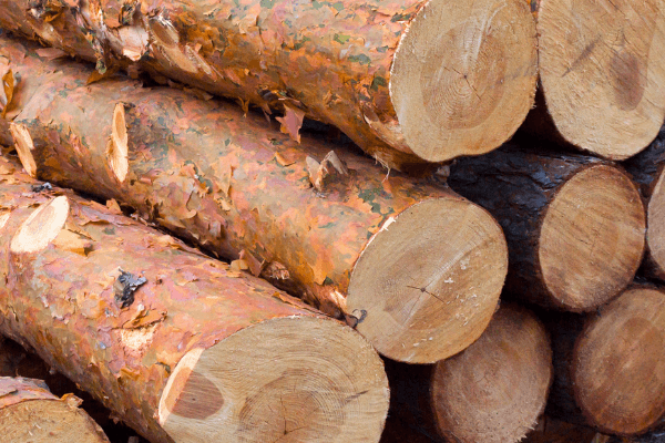 nguồn gỗ thông tây nguyên tận gốc với mức giá siêu rẻ