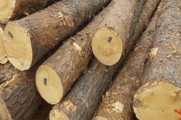 cung cấp nguồn gỗ thông nguyên liệu