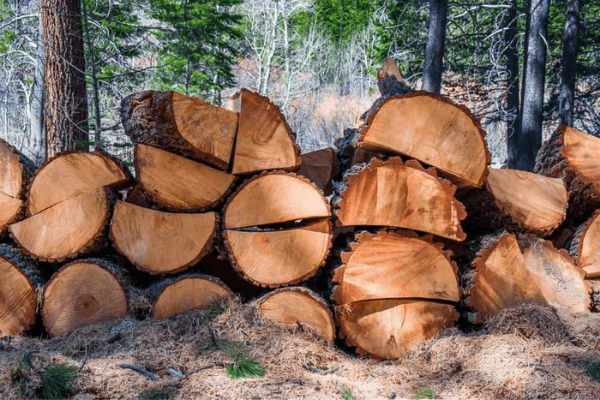 đặc tính gỗ thông