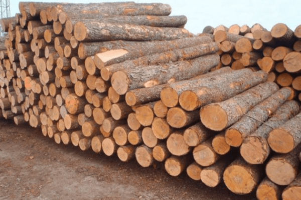 đơn vị cung cấp gỗ thông nguyên liệu