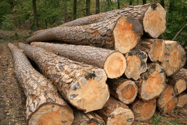 gỗ thông tròn nguyên liệu nhập khẩu