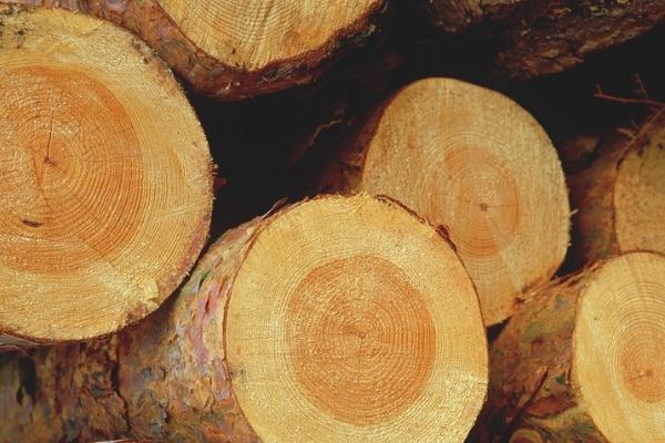 kinh nghiệm chọn mua gỗ thông