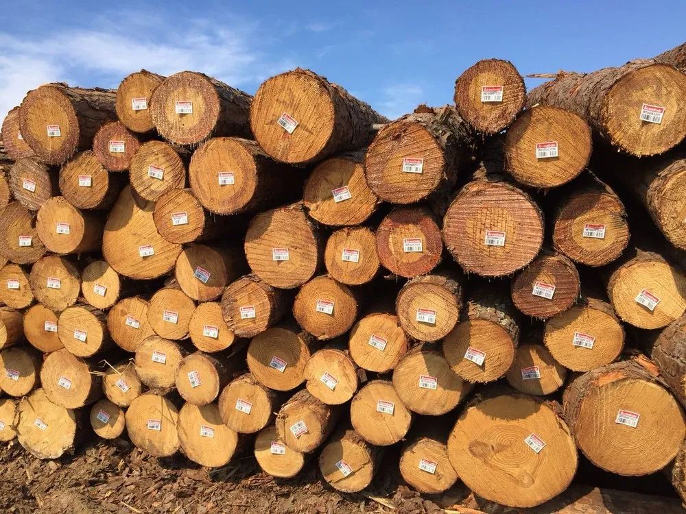 gỗ thông theo tiêu chuẩn xuất khẩu sancopack (4)