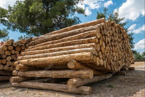 gỗ thông theo tiêu chuẩn xuất khẩu sancopack (5)