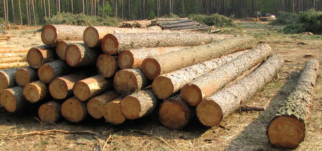 gỗ thông theo tiêu chuẩn xuất khẩu sancopack (6)